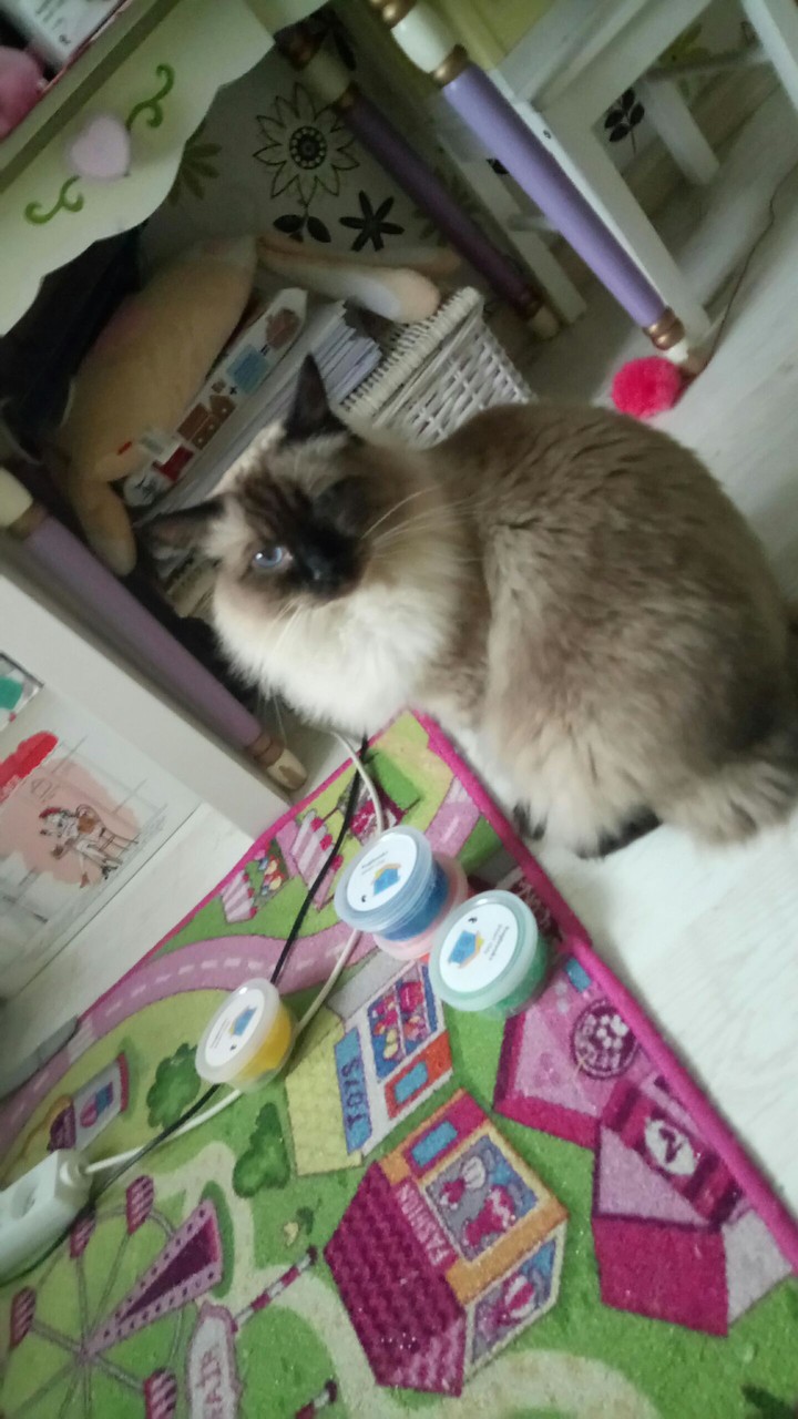cat
