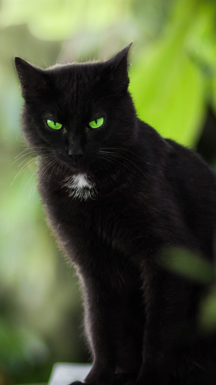 Gato