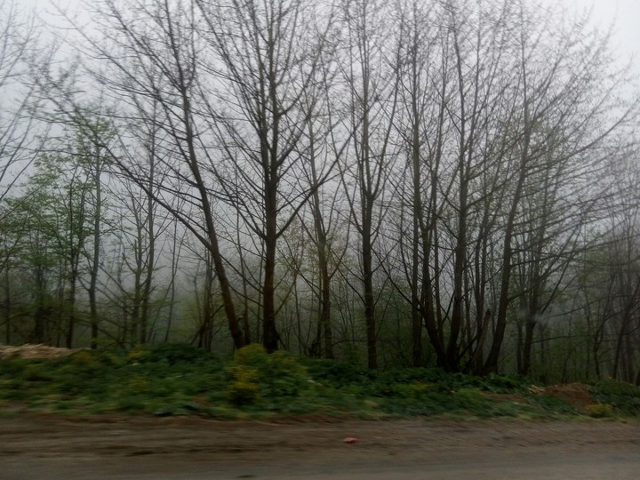 jungle