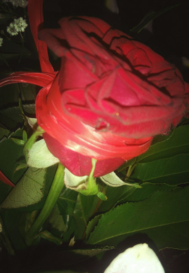rose