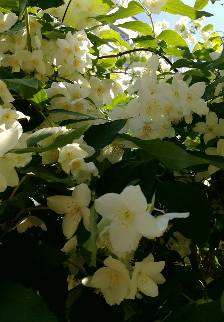 Nature