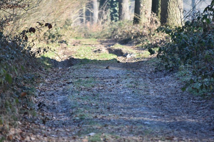 Lonely bird in the middle of the path