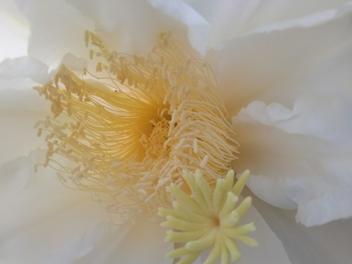 flower dragonfruit