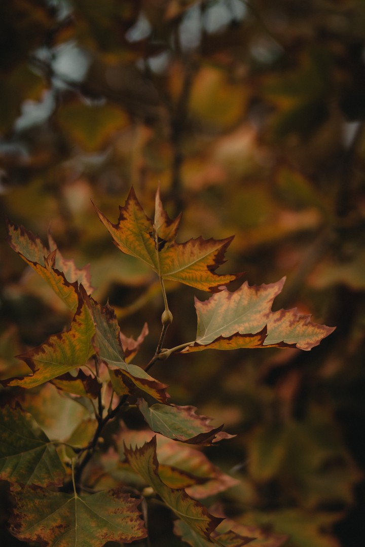 Leaf Wallpaper