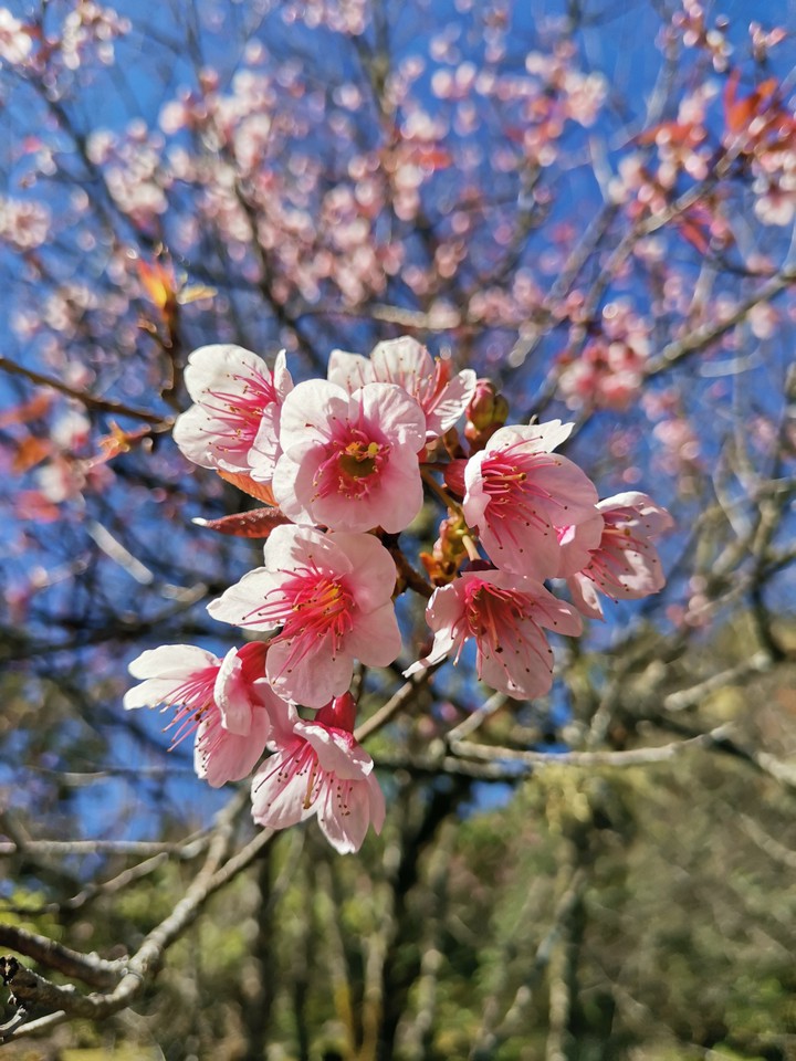 sakura