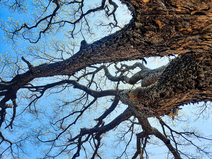 Tree branch