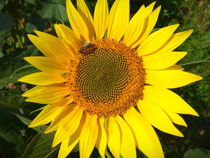 Yellow Sun-flower