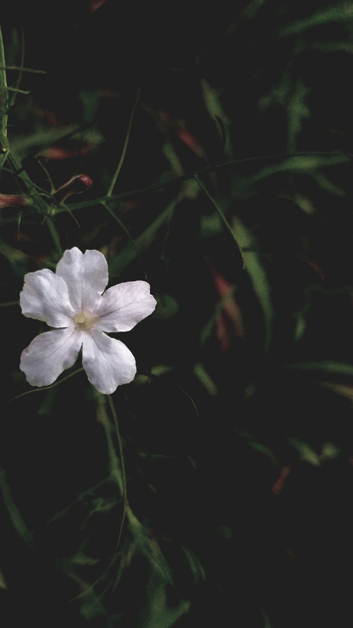 white flower