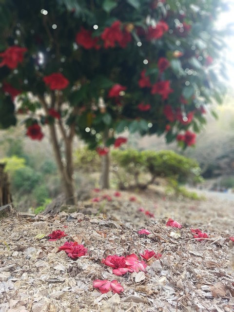 동백꽃