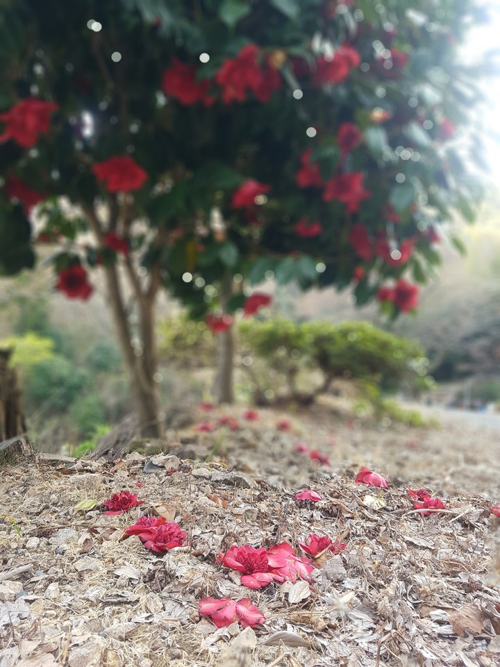 동백꽃