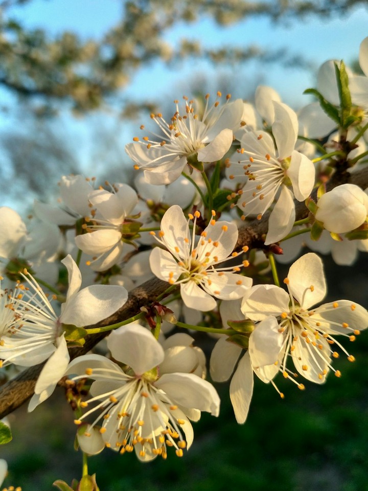 spring