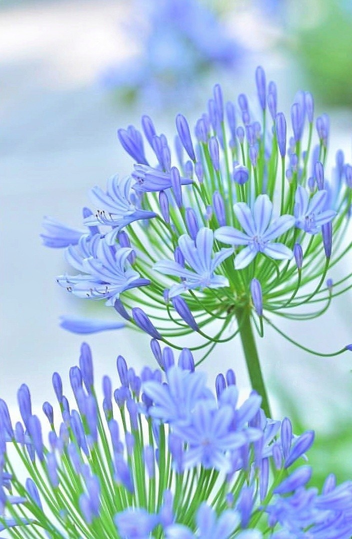 soft beauty