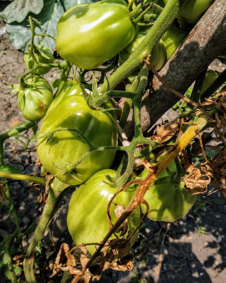 Tomatoes
