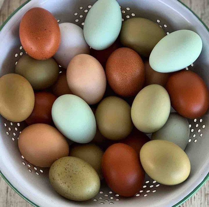 color of eggs