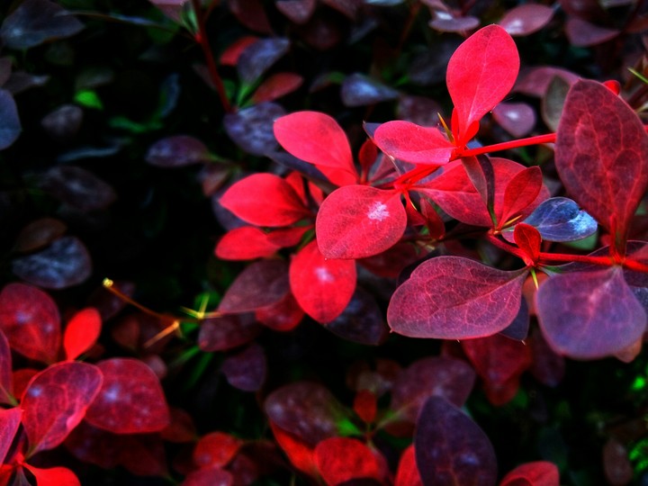 #red
