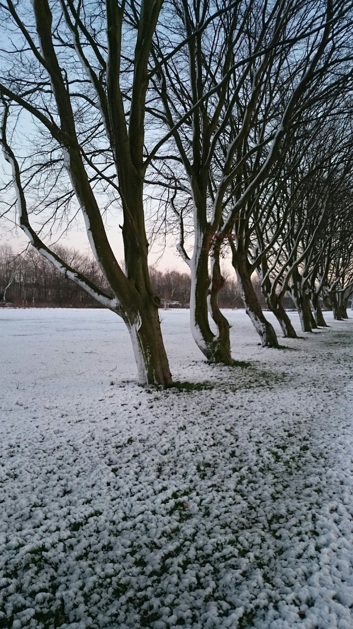 Snow trees, The Netherlands