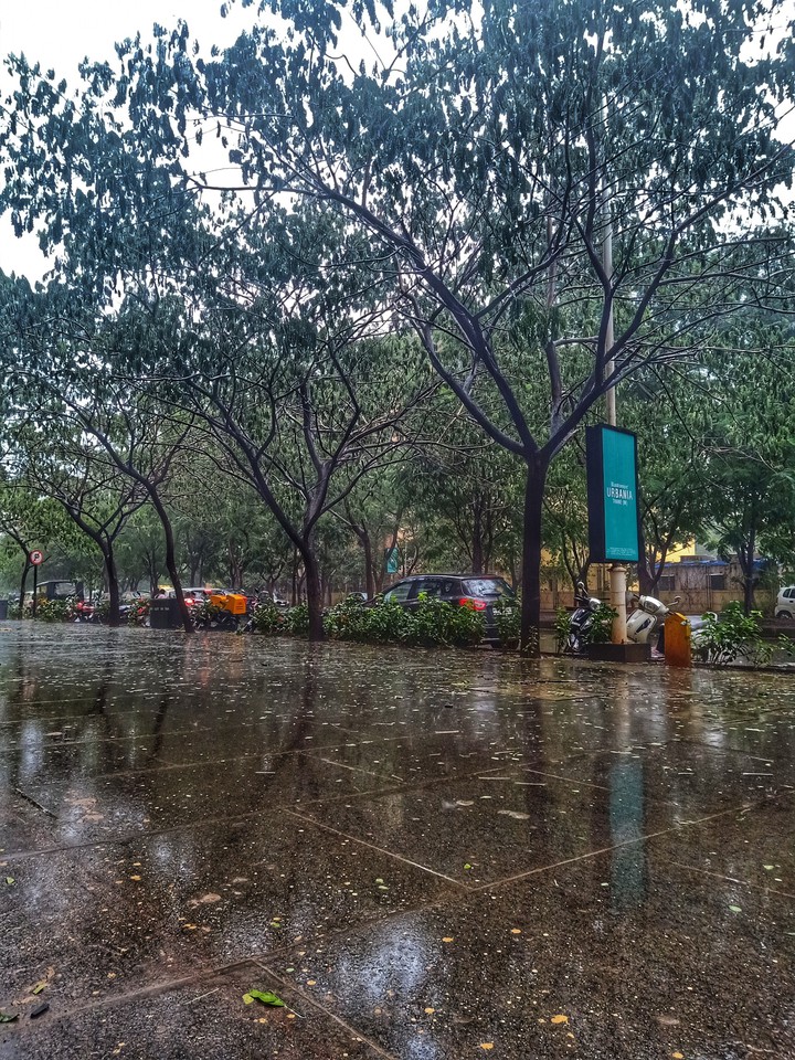 Trees