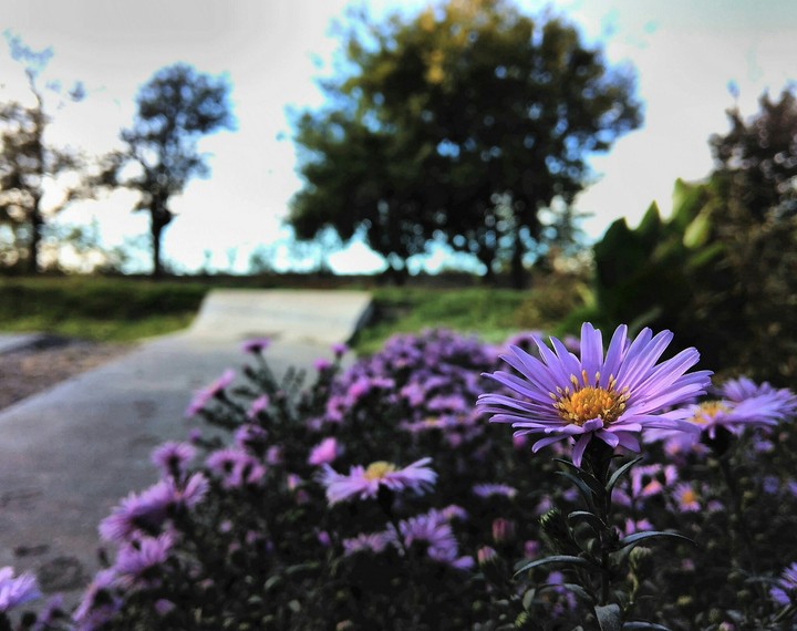 Flowers in the garden