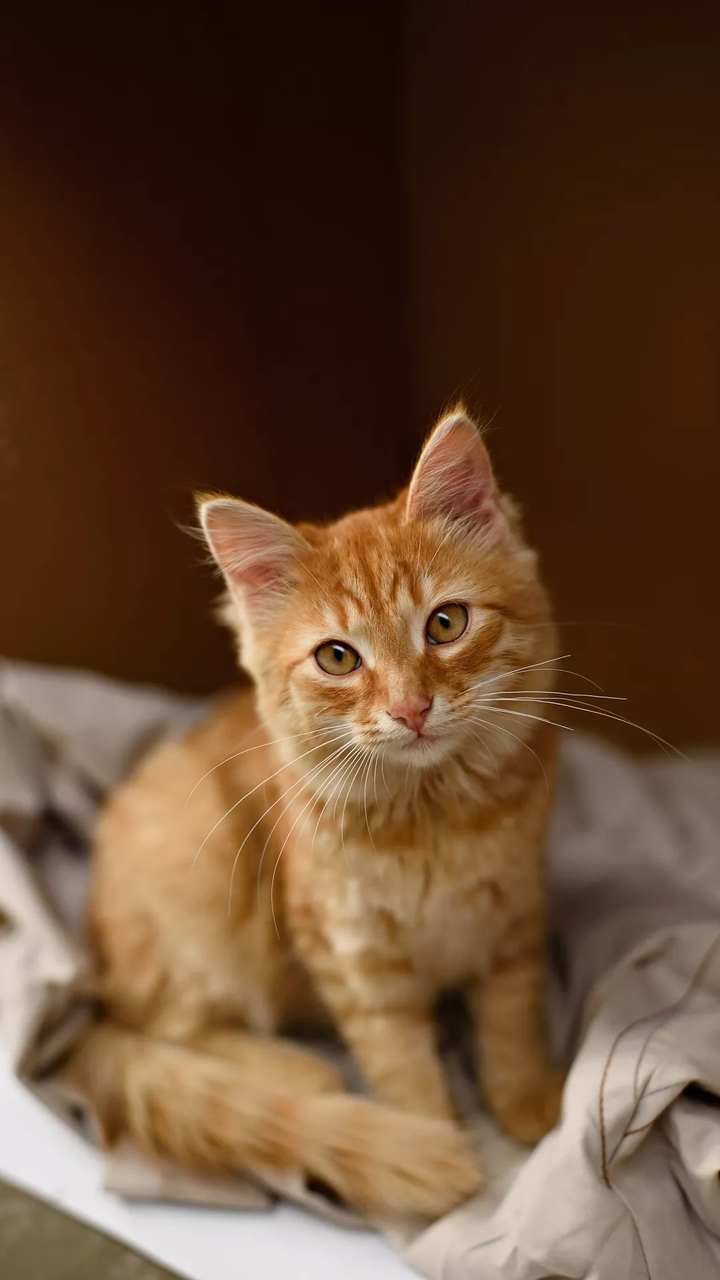 Fluffy kitten