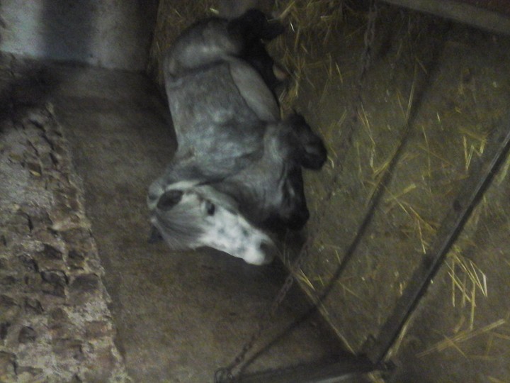 cheval