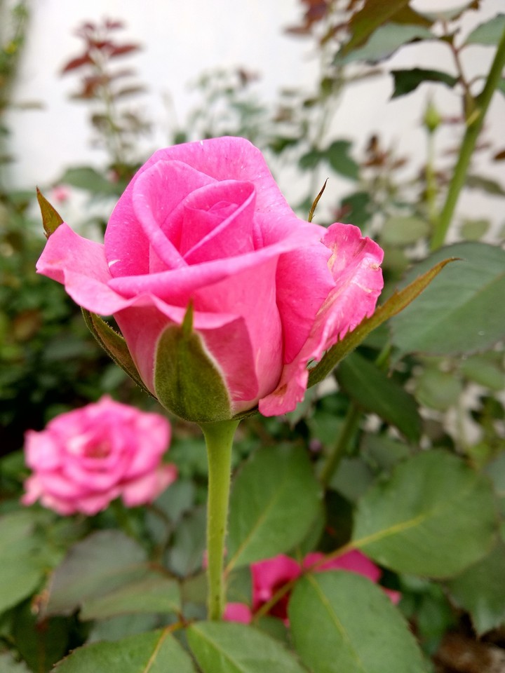 Rose