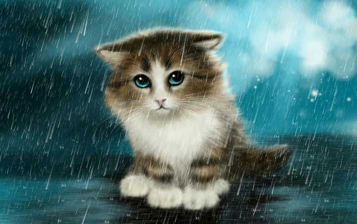 cute kitty in the rain