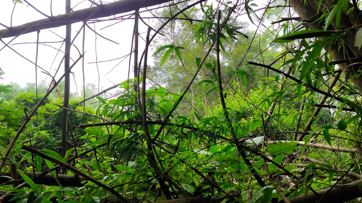 nature