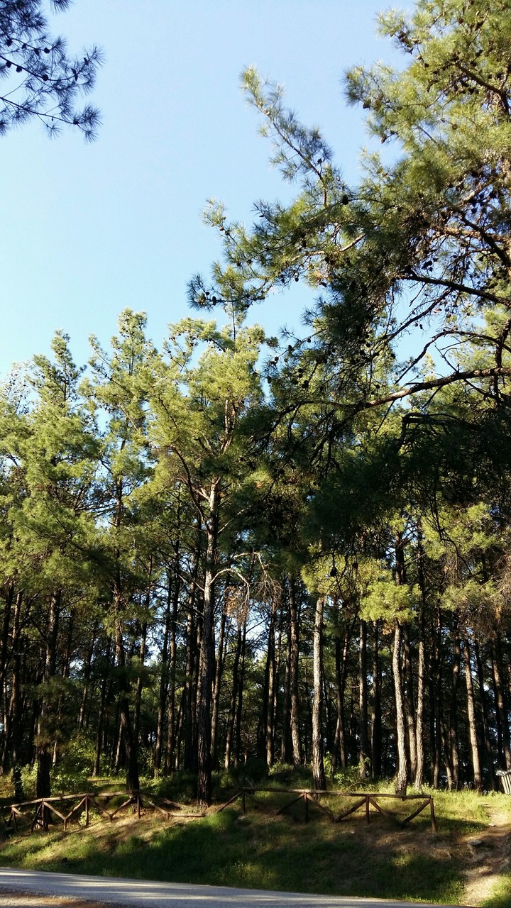 Trees, trees and some more trees...