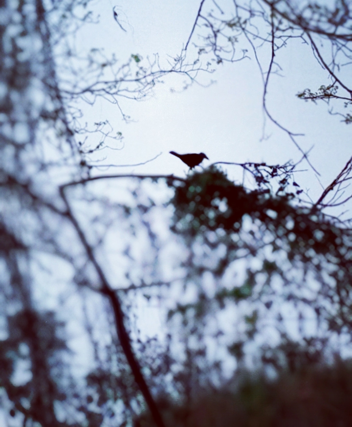 jumping bird