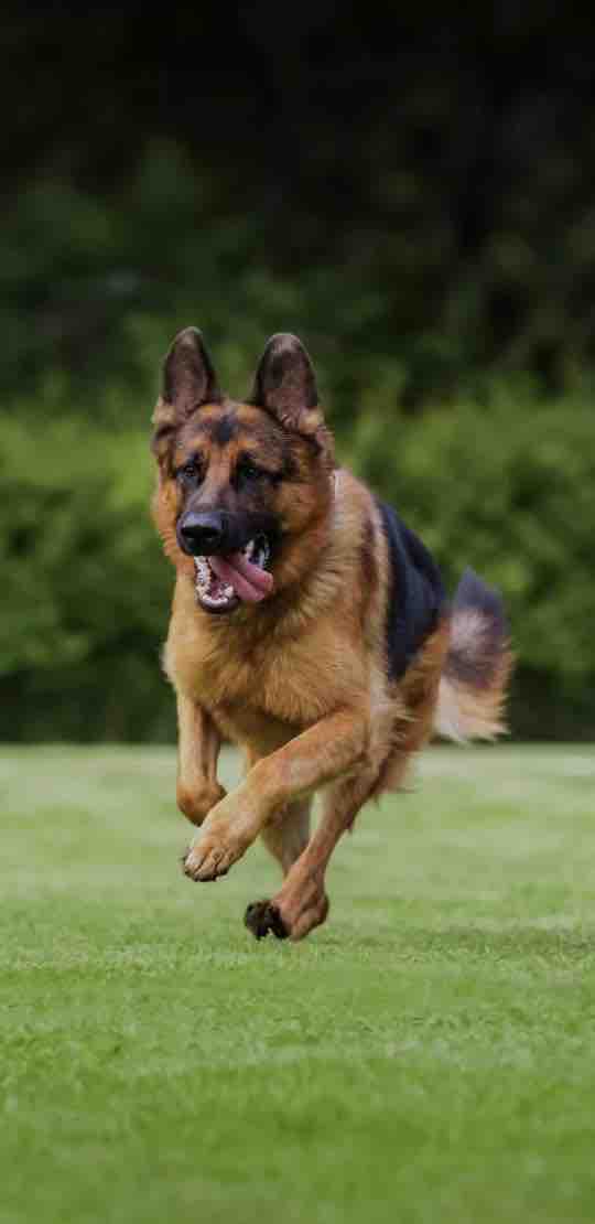 Dog German