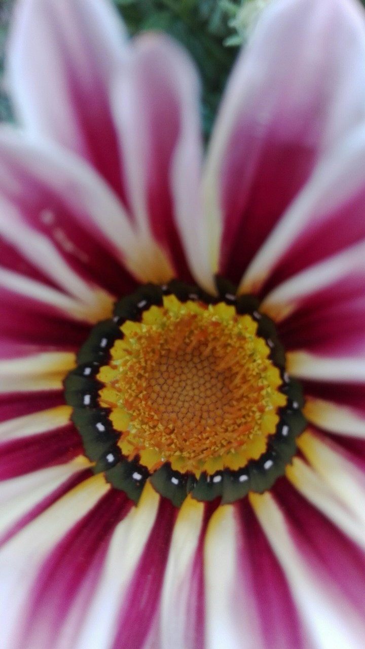 flower Hd