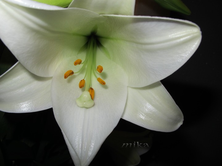 lily   百合花～