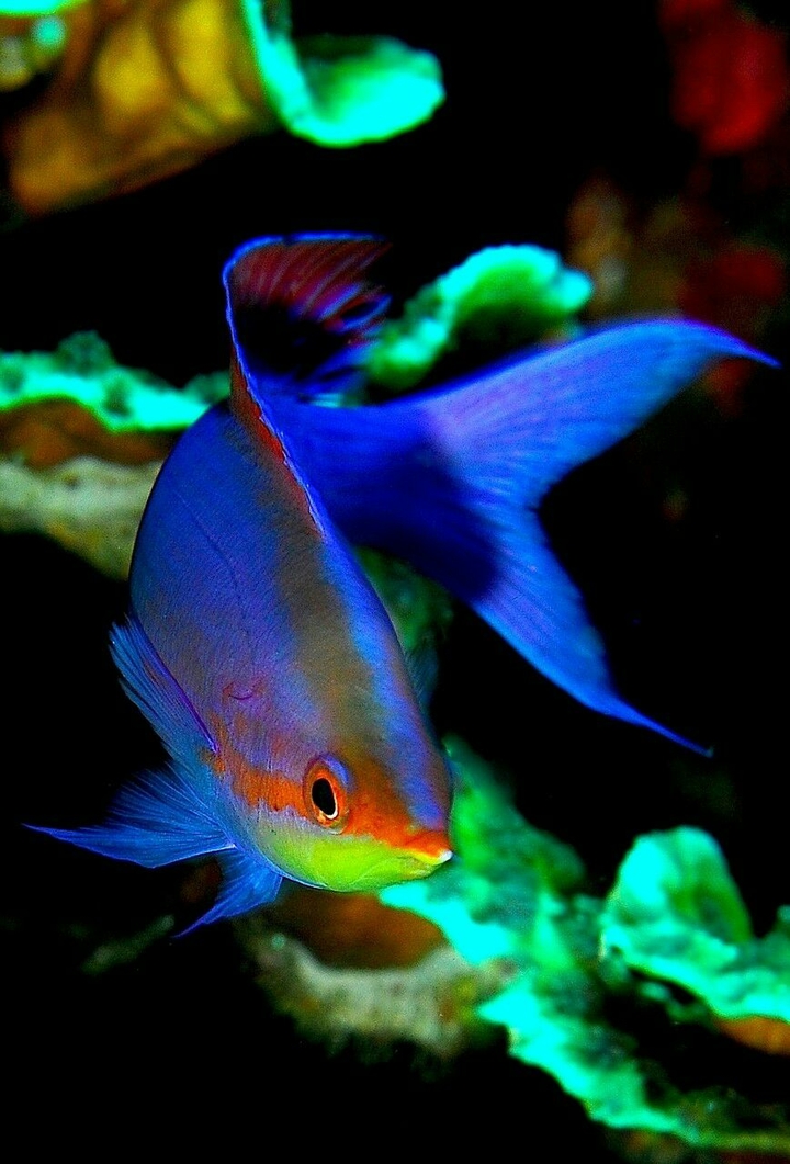Fish..!!
