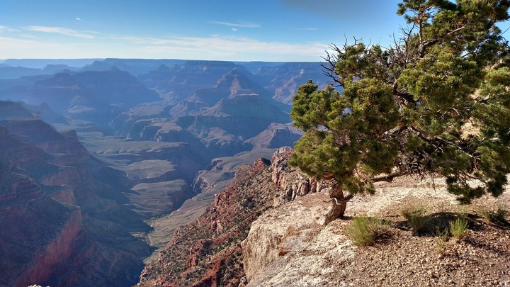 canyon tree 2