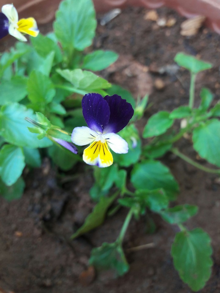 Flower