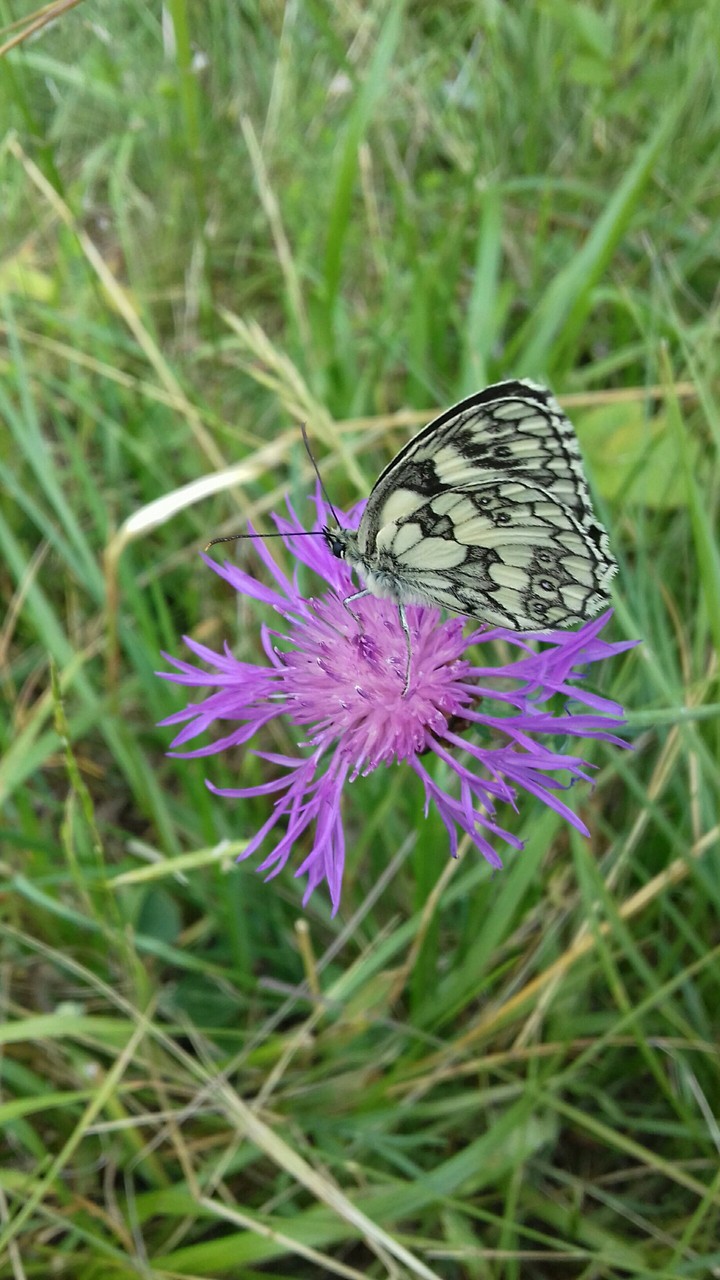 papillon