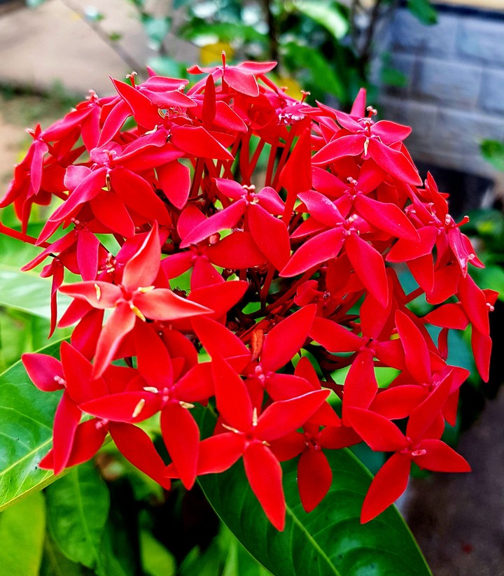 Flower