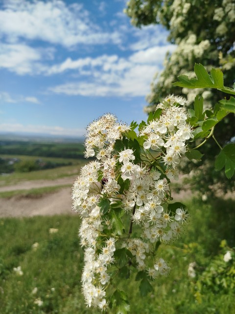 тапети hawthorn, flower