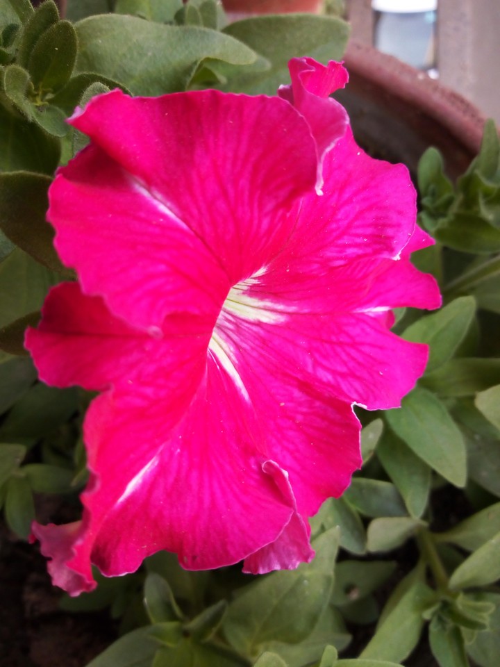 Pink in green