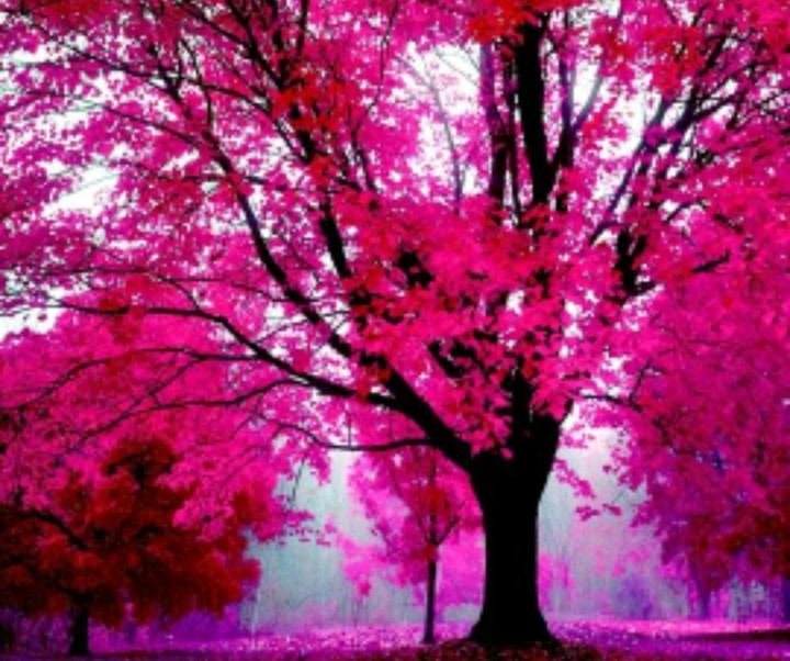 Pink
