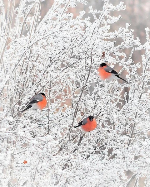 freezing, 橘黃色桌布