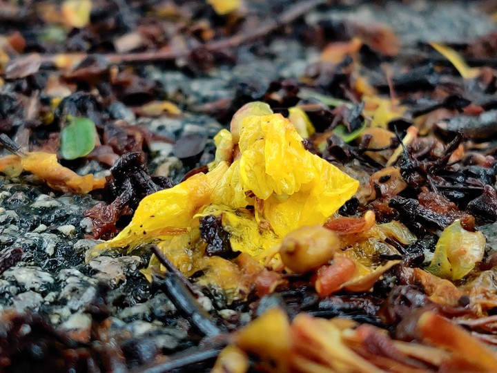 Fallen Flower