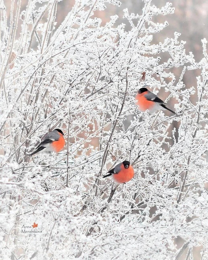 ☃️⛄?