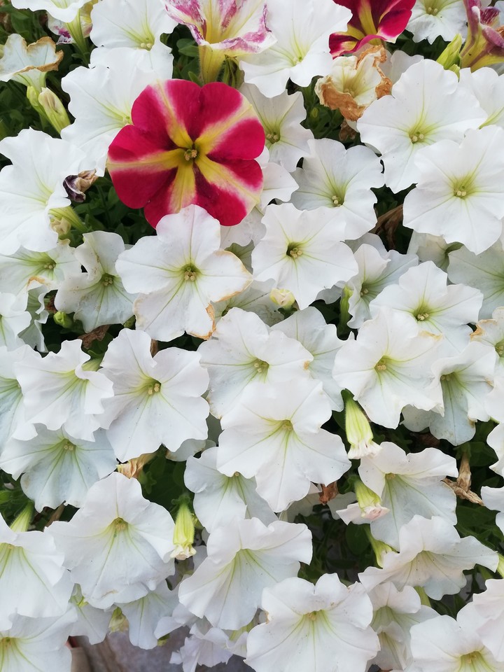 petunia