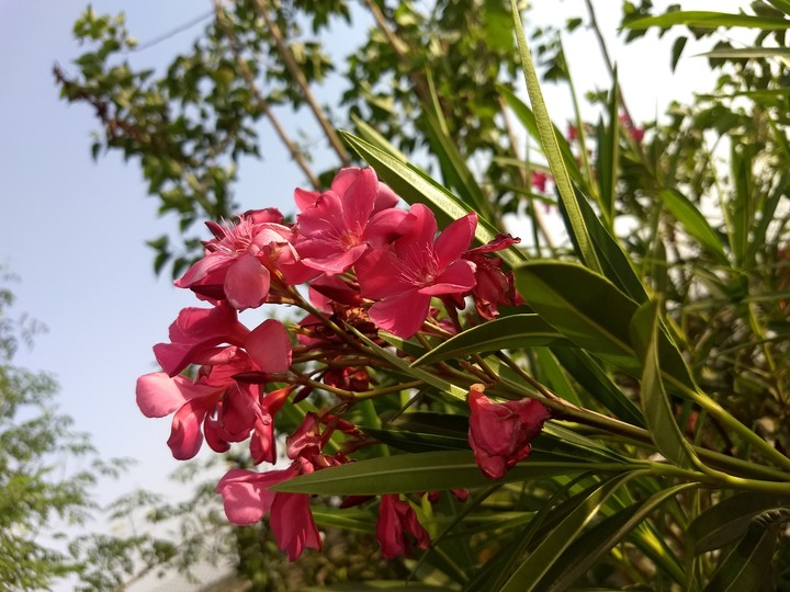 Nature