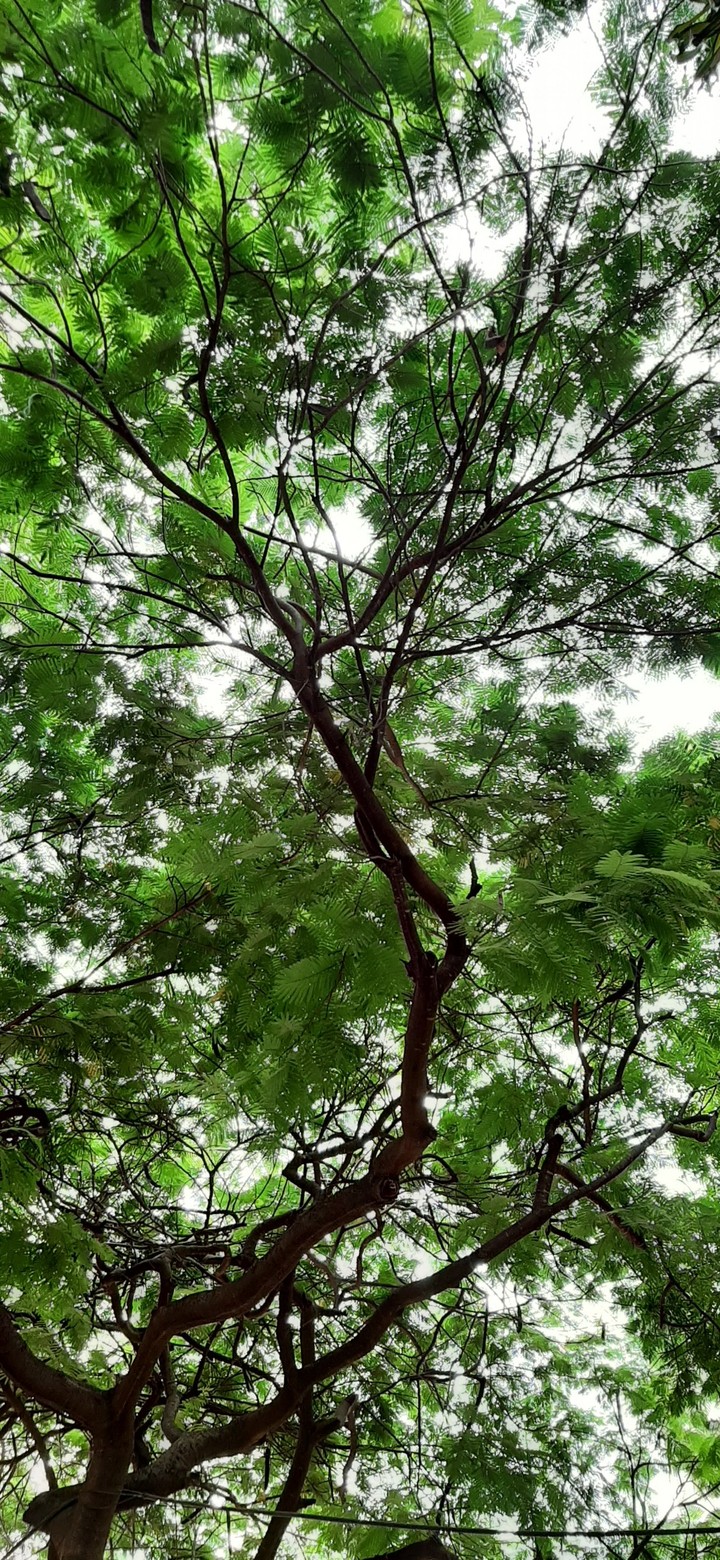 tree