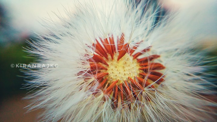 Dandelion