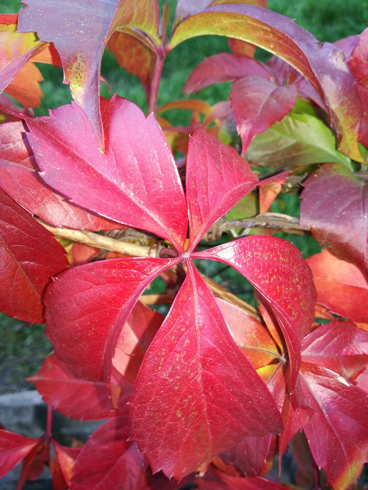 autumn