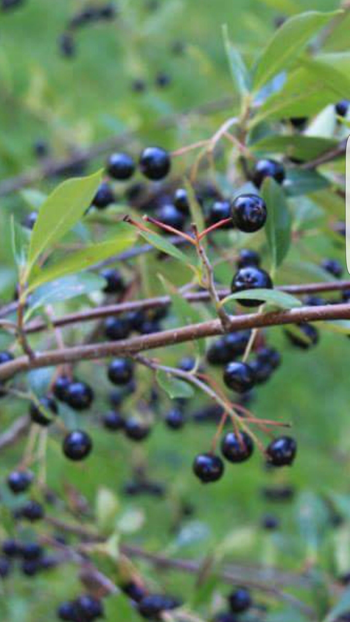 Berries