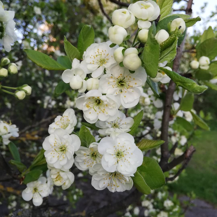 Spring